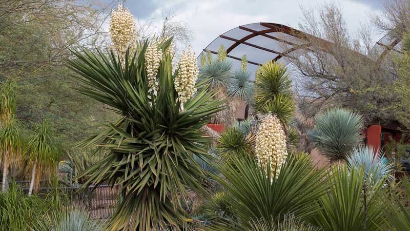 Botanischer-Garten