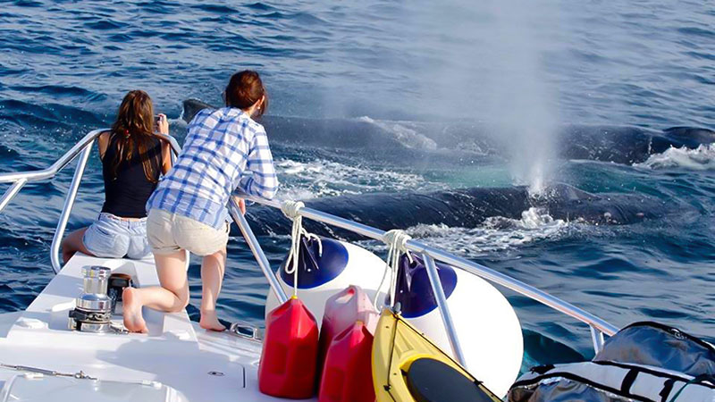 Tourismus in Panama bereitet sich auf die Whale Watching-Show vor