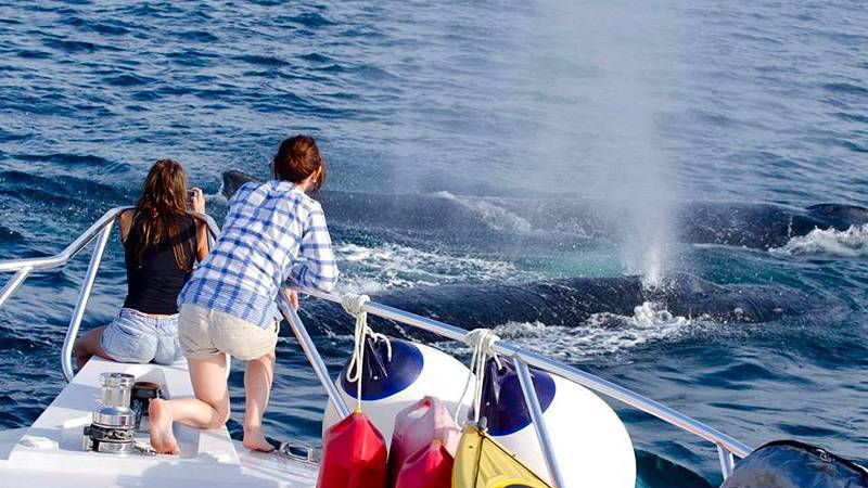 Walbeobachtung, panamaisches Tourismusangebot