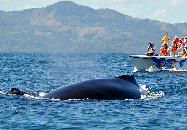 Whale Watching: Walbeobachtung zur Rettung der Tiere