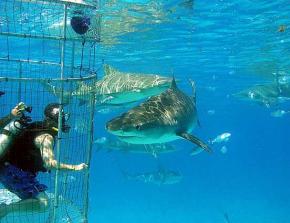 „Haifisch-Tourismus“ könnte sein Volumen in den kommenden Jahren verdoppeln