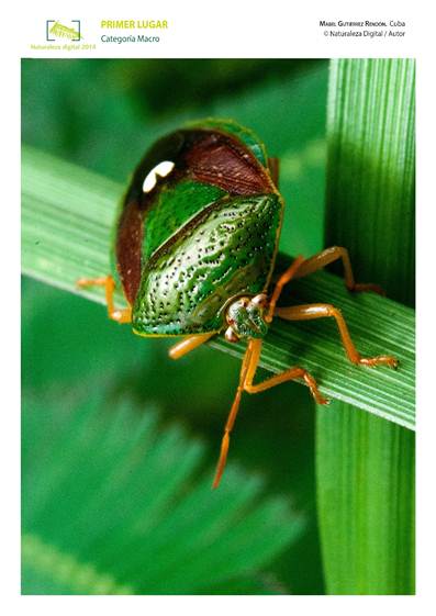Topes de Collantes, beste Bilder der digitalen Natur in Kuba