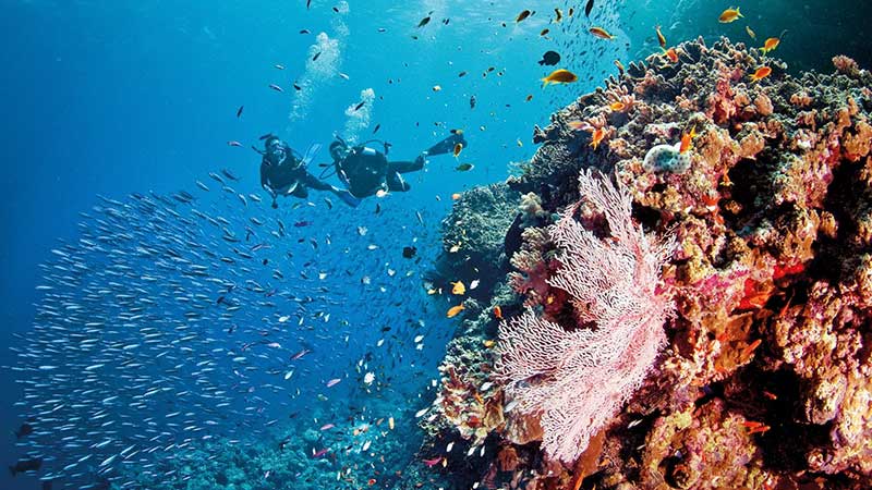 Bedeutung des „Ozeanwetters“ für Ökosysteme koralle