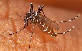 Der Erreger der Malaria wird durch bestimmte Stechmücken übertragen. Steigendes Malariarisiko in Venezuela
