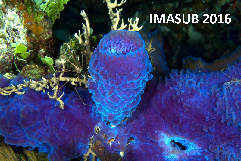 Es beginn VI Treffen für Unterwasserfotografie IMASUB 2016