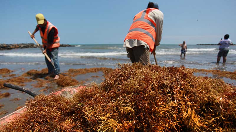 Warnung vor einer Algen-Invasion an den karibischen Strände