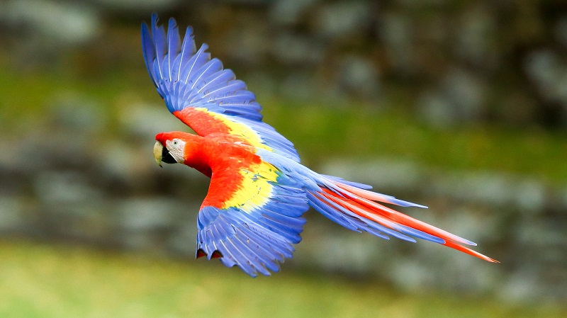 Honduras: Vogelbeobachtung, Ökotourismus, Kaffee-Route