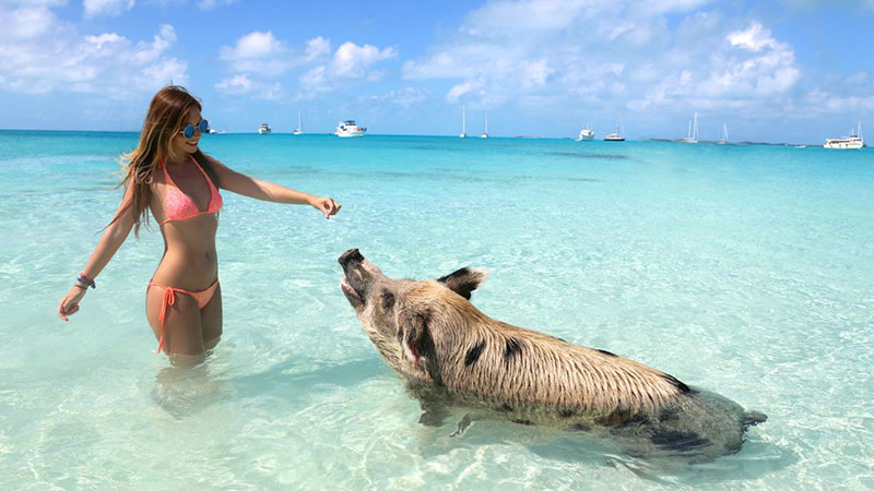 Schwimmen mit Schweine, Paradox in Bahamas