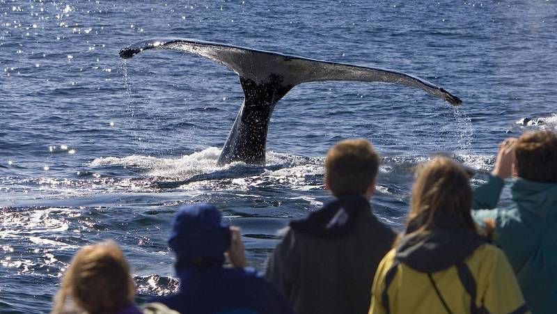 Mehr als 49.000 Touristen genießen Buckelwale in der Dominikanischen Republik