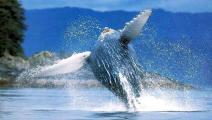 Dominikanische Republik sucht den Walflüsterer